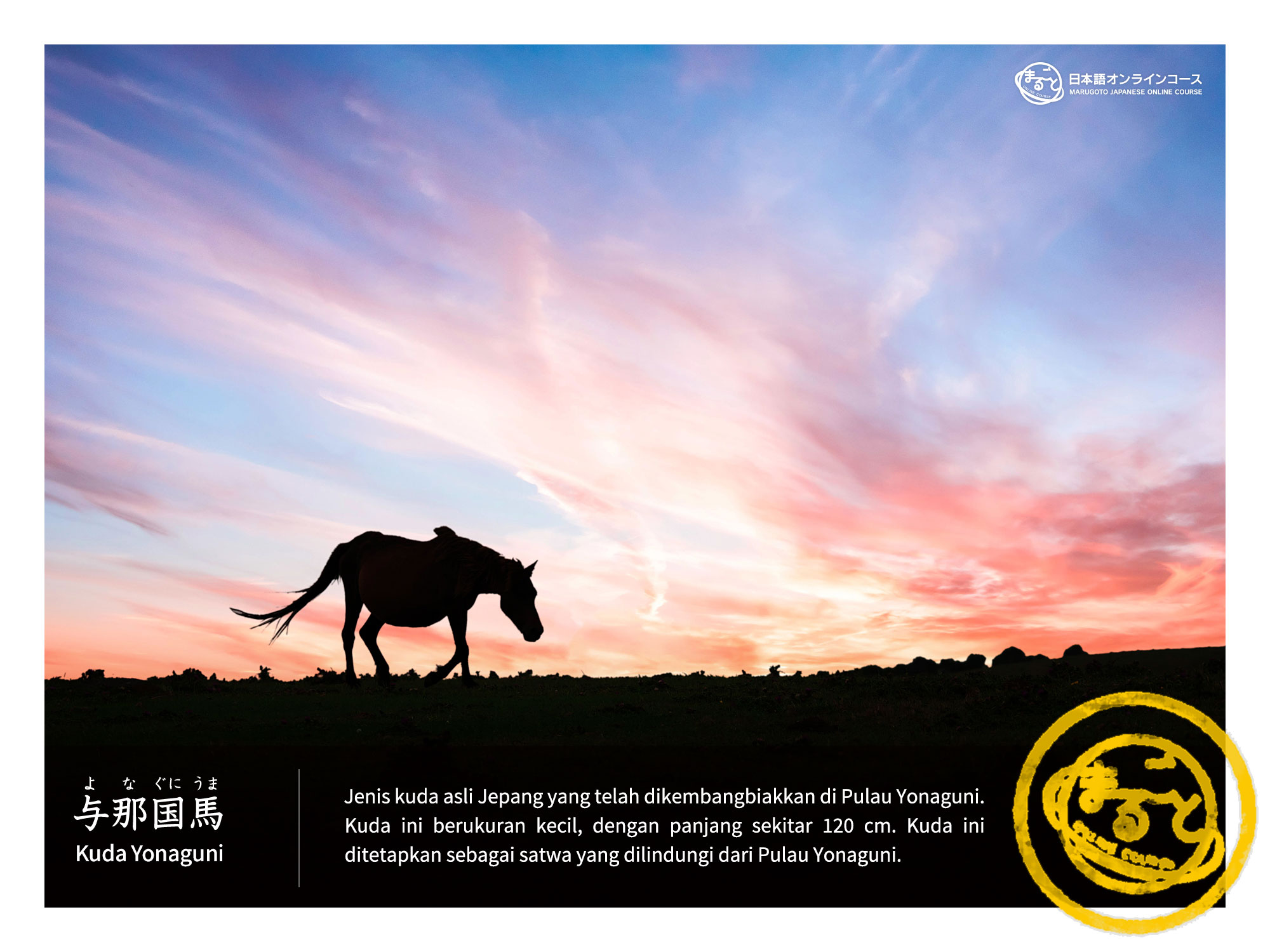 Kuda Yonaguni (与那国馬) “Si Mini Legenda dari Ujung Jepang”